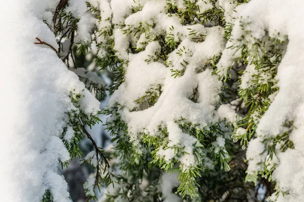 クリスマス雪冬森の晴れた日で常緑の松. — ストック写真