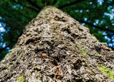 Yukarı doğru yakın çekim çam ağacı kahverengi crown adlı görüntülemek.