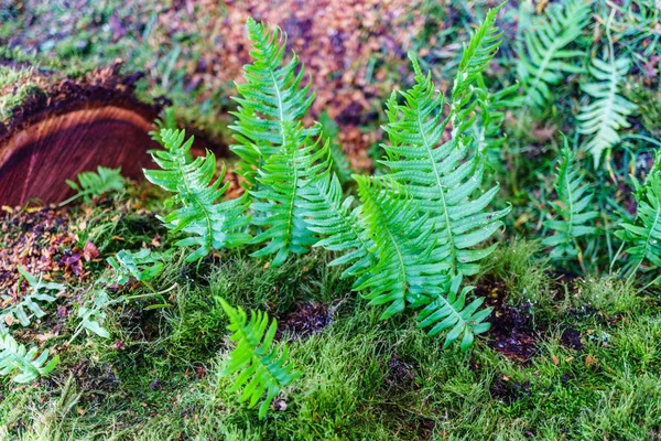숲에서 오래 된 나무에 고 사리의 신선한 녹색 새싹. — 스톡 사진