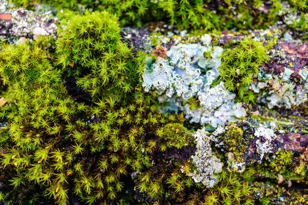 Зеленый мох на большом фоне коры дерева или текстуры . — стоковое фото
