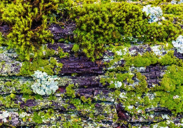 Zelený mech na velký strom kůra pozadí nebo textury. — Stock fotografie