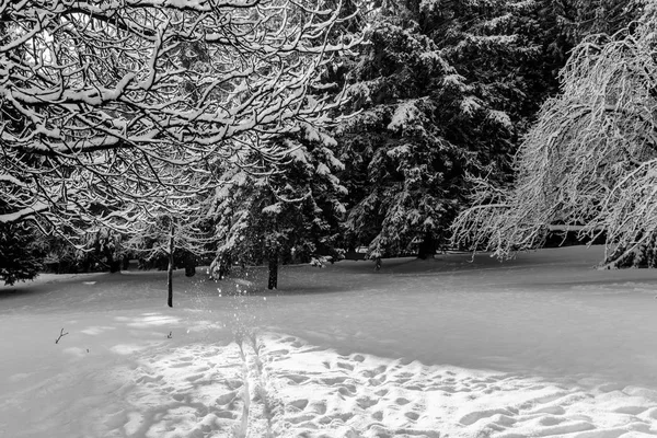 Hermoso paisaje de bosque de invierno con árboles cubiertos de nieve. —  Fotos de Stock