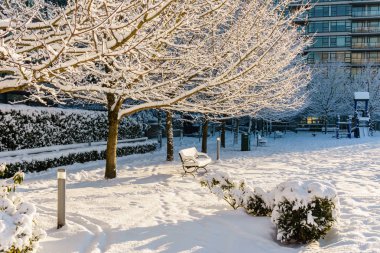 Vancouver, Kanada - 24 Şubat 2018: Kış sabahı kar blizzard Willow park bir geceden sonra.