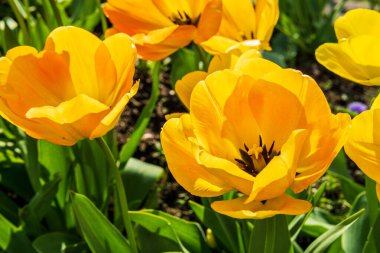 Güneşli bir günde yeşil saplı güzel sarı laleler.