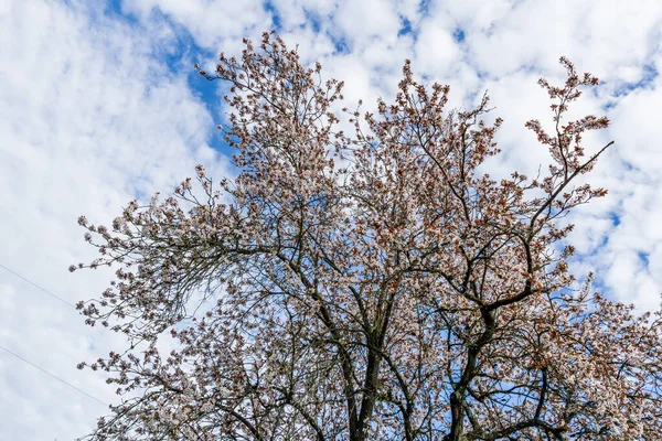 Wiosenny kwiat wiśni i białe chmury na niebie. — Zdjęcie stockowe