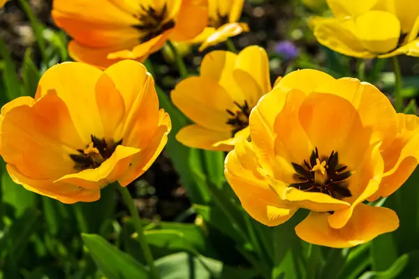 Piękne otwarte żółte tulipany na zielonych łodygach w słoneczny dzień. — Zdjęcie stockowe