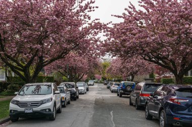 Vancouver, British Columbia, Kanada - 25 Nisan 2019: Baharda muhteşem Güney Cambie Mahallesi.
