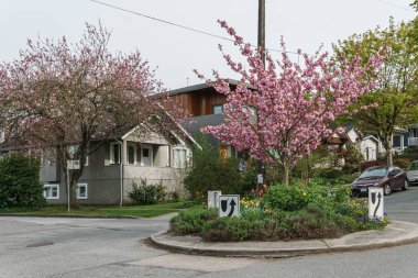 Vancouver, British Columbia, Kanada - 25 Nisan 2019: Baharda muhteşem Güney Cambie Mahallesi.