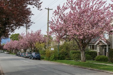 Vancouver, British Columbia, Kanada - 25 Nisan 2019: Baharda muhteşem Güney Cambie Mahallesi.
