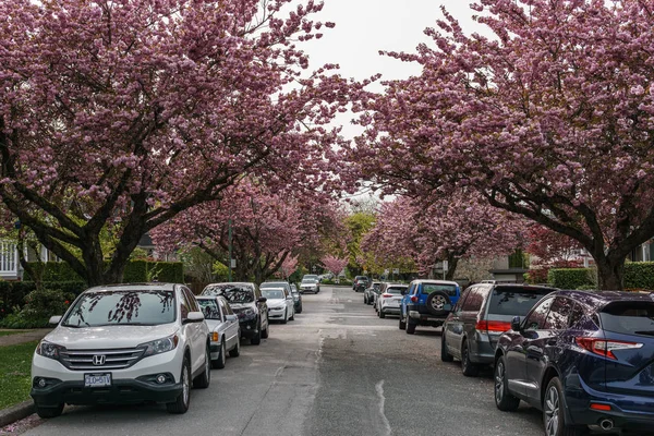 VANCOUVER, COLUMBIA BRITISH, CANADA - 25 de abril de 2019: Bairro lindo de South Cambie durante a primavera . — Fotografia de Stock