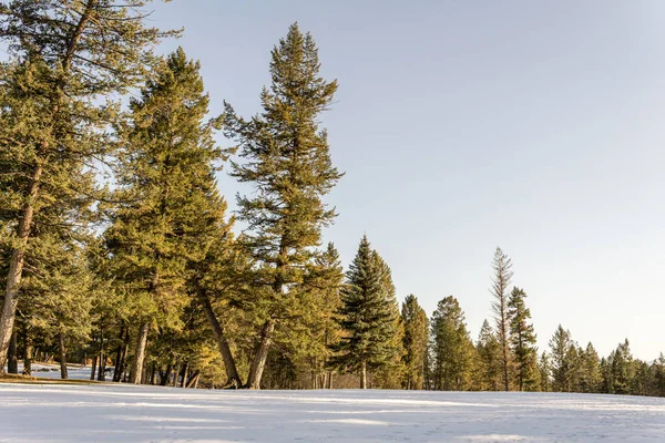 Schöner Morgen Sonniges Licht Park Mit Feld Mit Schnee — Stockfoto