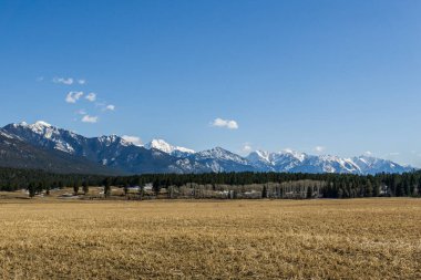 Kayalık dağ zirveleri ve ilkbahar manzarasında sarı kır arazisi Doğu Kootenay Britanya Kolombiya Kanada.