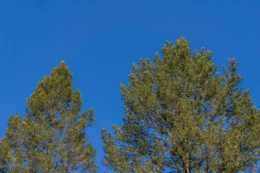 Ağacın tepesine ve mavi gökyüzündeki bulutlara bak