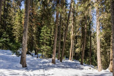 Ormandaki patika kış yürüyüşü patikası.
