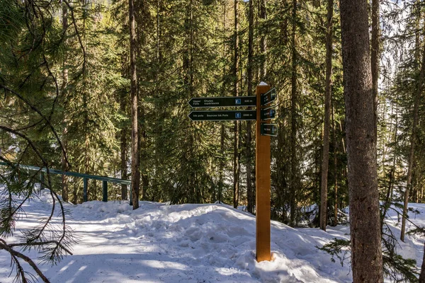 Banf Canadá Marzo 2020 Sendero Bosque Sendero Senderismo Invierno — Foto de Stock