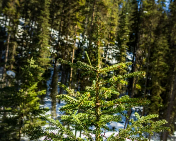 Macro Sprig Top Young Spruce Spring Forest Blurred Background Evergreen — Stock Photo, Image