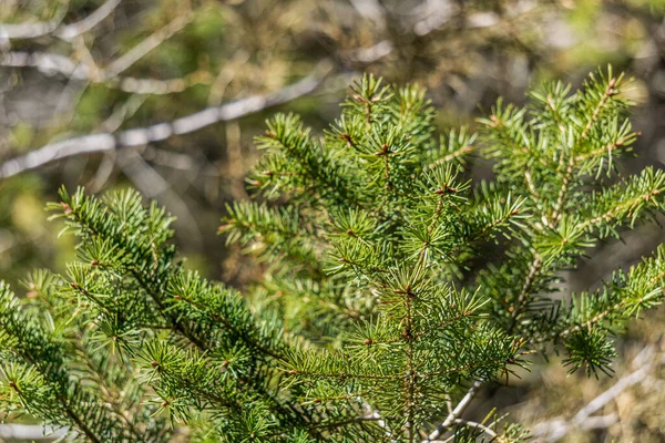 Makrokvist Topp Unga Gran Vårskogen Suddig Bakgrund Vintergröna Växter — Stockfoto