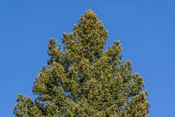 Till Toppen Trädet Och Moln Blå Himmel — Stockfoto