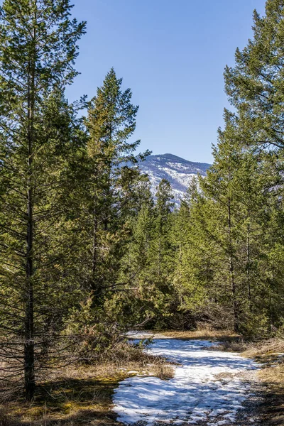 Sendero Nieve Bosque Con Árboles Altos Cielo Azul Montaña Fondo — Foto de Stock