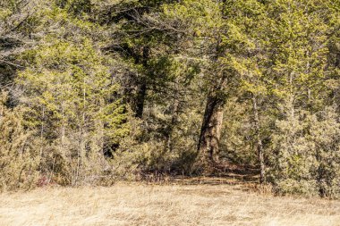Ormanda küçük bir çayır ya da baharda park yeri.