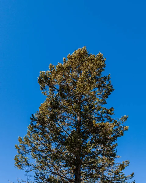 Вид Вершину Дерева Облака Голубом Небе — стоковое фото