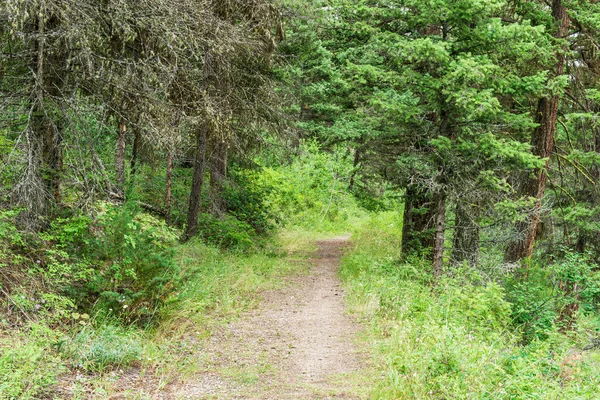 Sentier Qui Mène Dans Les Bois Grands Arbres Verts Lumière — Photo