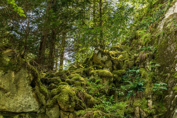 Green Forest Cliffs Covered Moss Mossy Rocks Summer — Stock Photo, Image