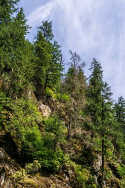 Ağaçların arasından mavi gökyüzüne bakıyorum.