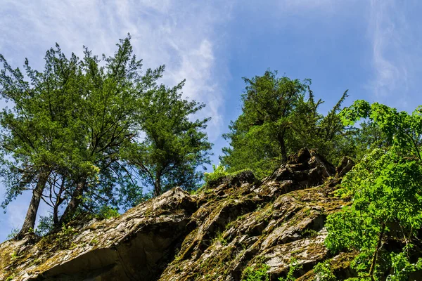 Глядя Голубое Небо Сквозь Зеленую Крону Деревьев — стоковое фото