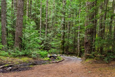 İngiliz Kolombiyası Kanada dağlarında bir orman boyunca uzanan güzel yürüyüş patikası.