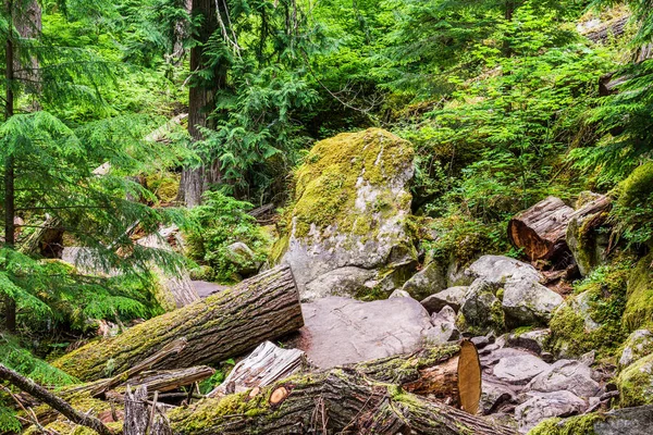 Gyönyörű Túraútvonal Amely Fut Végig Erdőben Hegyek Brit Kolumbia Kanada — Stock Fotó
