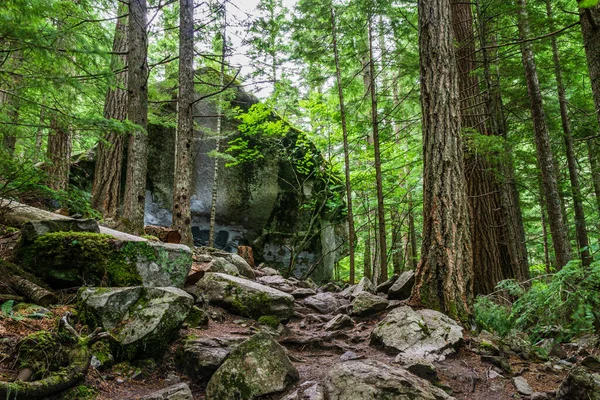 beautiful hiking trail that runs along a forest in the mountains of british columbia canada