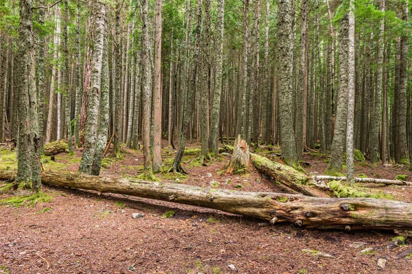 Fák Fekszenek Egy Erdei Túraútvonalon Amely Fut Erdő Mentén Hegyek — Stock Fotó