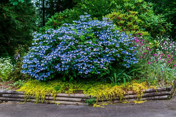 园林设计中花坛上的蓝色花丛 — 图库照片