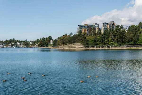 Victoria カナダ 2019年7月14日 現代的なアパートメントビルが小さな湾を横断 — ストック写真