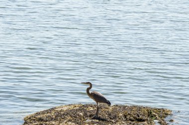 Büyük mavi balıkçıl küçük bir adada ya da gölde yapayalnız.