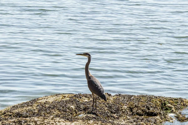 Garza Azul Grande Solo Pequeña Isla Bahía Lago —  Fotos de Stock