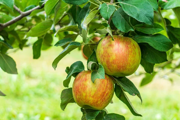 Manzanas Maduras Nítidas Miel Rama Del Manzano — Foto de Stock