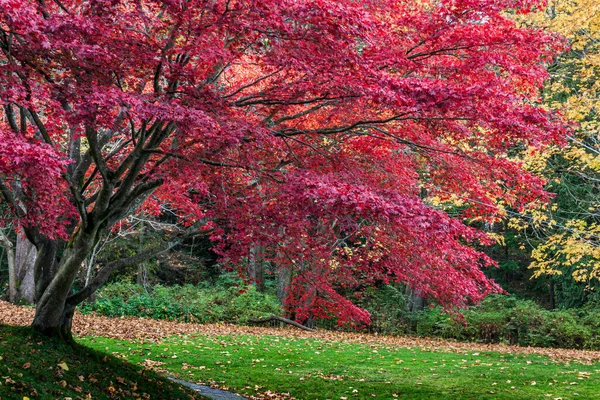 huge autumn tree with ren leaves in the park
