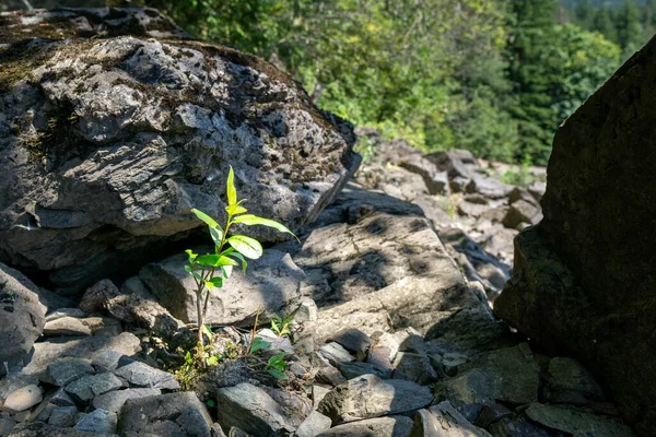 Молодая Капуста Зелеными Листьями Растущими Груде Камней — стоковое фото