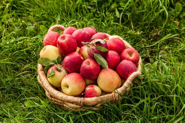 Jablka Hnědém Koši Trávě Statku — Stock fotografie