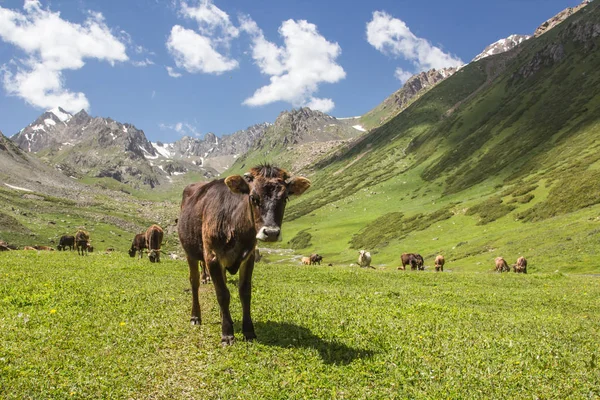 glade üzerinde ineklerin