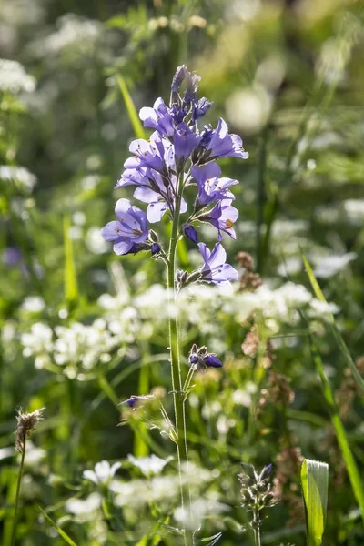 Dağlarda çiçekler