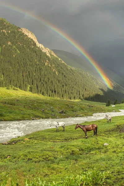 Gökkuşağı atlarla sürüsü