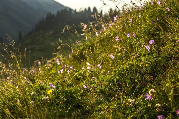 Çiçekler güneş ışığında