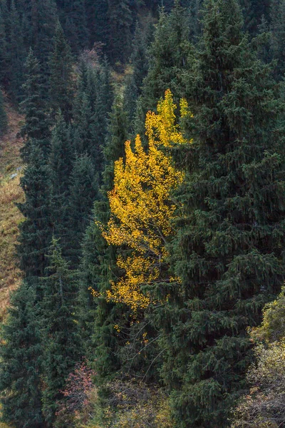 Yalnız Sarı huş ağacı çam ağaçları içinde
