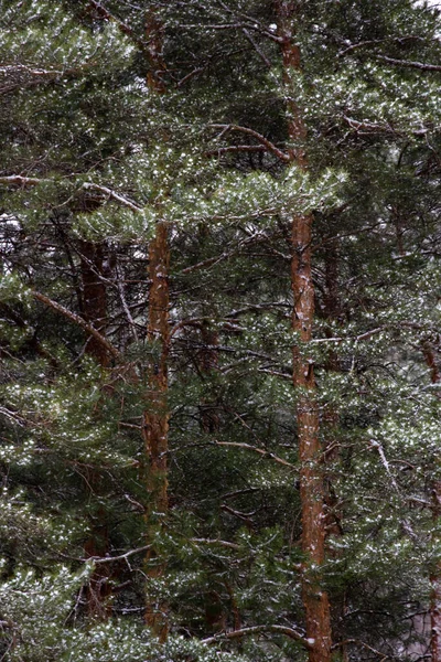 Kiefern Schnee Zwei Tranks Mit Ästen Details Des Russischen Waldes — Stockfoto