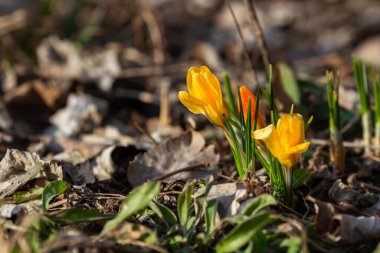 Serbest huş ağacının en tepesinde bir karga vardır. Arka planda hafif mavimsi bir gökyüzü görebilirsiniz. Huş ağacında henüz yaprak yok.