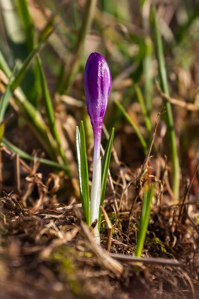 Serbest huş ağacının en tepesinde bir karga vardır. Arka planda hafif mavimsi bir gökyüzü görebilirsiniz. Huş ağacında henüz yaprak yok.