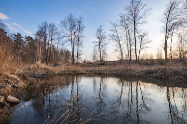 Birkaç çam ağacının büyüdüğü bir huş ağacı ormanı. Birch hala yapraksız duruyor. Ön planda güzel bir çam gövdesi var. Ormanda dar bir yol var.